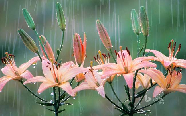 Обои картинки фото цветы, лилии,  лилейники, bing, дождь, природа, лепестки, лилия