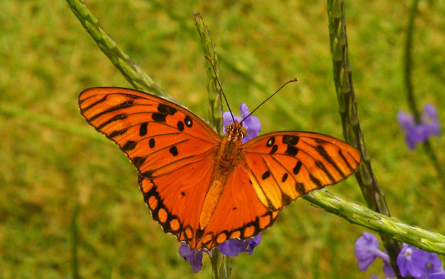 Обои картинки фото животные, бабочки,  мотыльки,  моли, бабочка, природа, крылья, мотылек