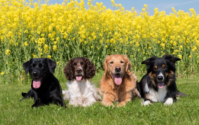 Обои картинки фото животные, собаки, на, траве, четыре, спаниель, лабрадор, солнце, бордер-колли, лежат, рапс, ретривер, зелень