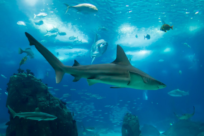 Обои картинки фото животные, акулы, камни, подводный, мир, синева, море, рыбы, дно