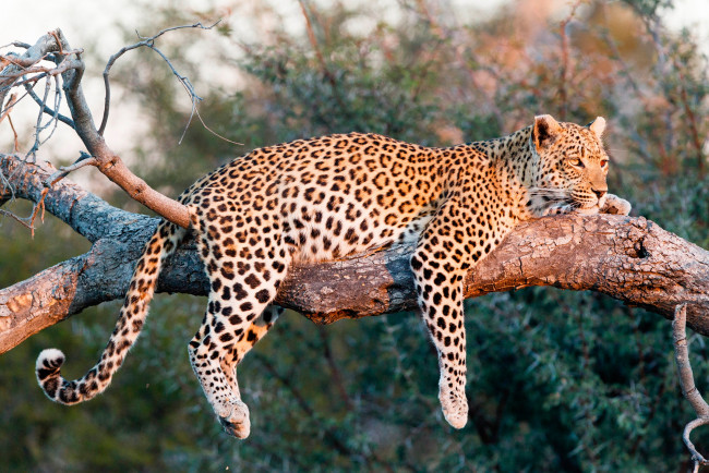 Обои картинки фото животные, леопарды, леопард, лежит, хищник, природа, солнце, на, дереве
