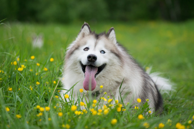 Обои картинки фото животные, собаки, язык, цветы, хаски, трава, собака
