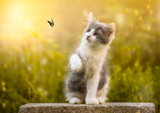 Обои картинки фото животные, коты, камень, котёнок, природа, боке, бабочка, животное