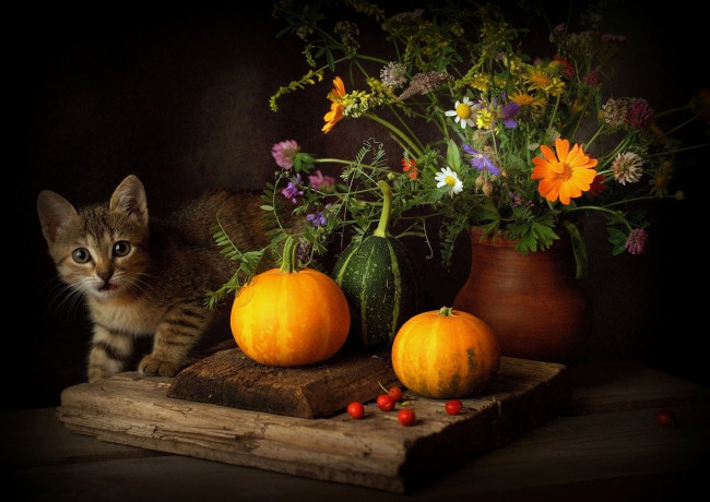 Обои картинки фото животные, коты, киса, тыква, цветы, ваза