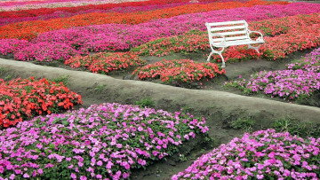 Картинка природа парк клумбы скамейка цвета