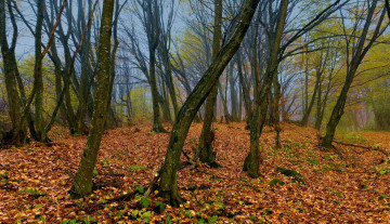 обоя природа, лес, осень, стволы, листопад