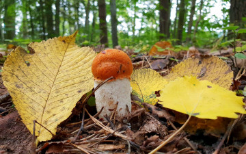 обоя природа, грибы, подосиновик, листья, осень