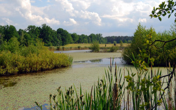 Картинка природа реки озера пруд