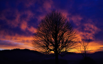 Картинка природа восходы закаты небо облака закат дерево