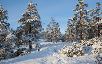 Картинка природа зима швеция деревья снег лес