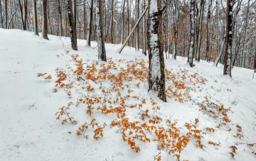 Картинка природа зима листья деревья снег
