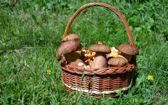 Обои картинки фото еда, грибы,  грибные блюда, корзинка