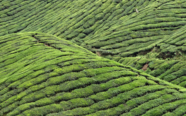 Обои картинки фото природа, горы, чай, зелень, холмы