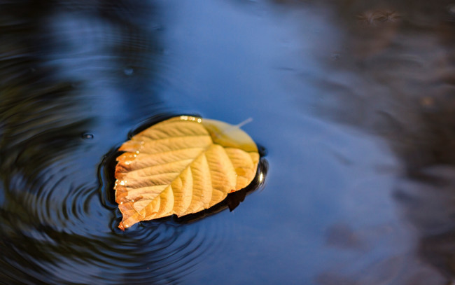 Обои картинки фото природа, листья, осенний, желтый, вода, лист