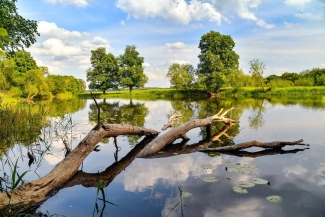 Обои картинки фото природа, реки, озера, деревья, лето, река