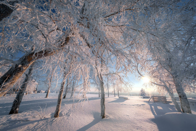 Обои картинки фото природа, зима, деревья, снег