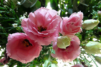 Картинка цветы эустома розовая макро