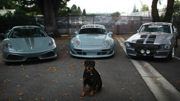 обоя автомобили, разные вместе, суперкары, собака, голубой