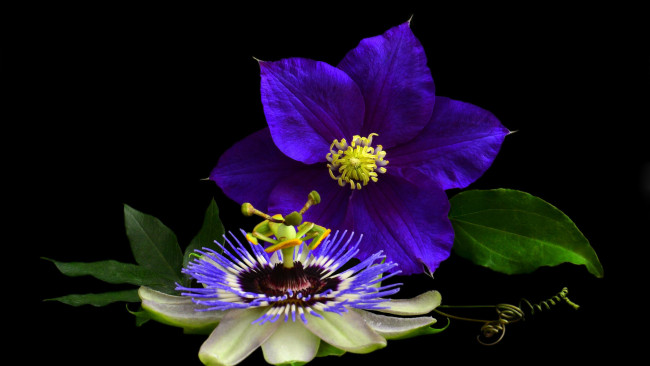 Обои картинки фото цветы, разные вместе, пассифлора, страстоцвет, клематис