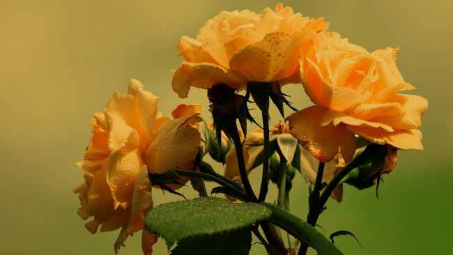 Обои картинки фото цветы, розы, куст, персиковые, капли
