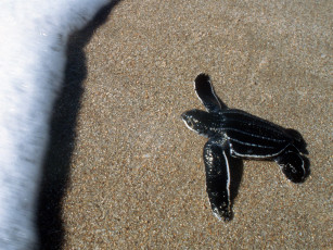 Картинка first swim kona hawaii животные Черепахи
