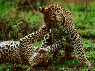 Картинка leopards maasai mara kenya africa животные леопарды