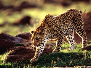 Картинка moving forward african leopard животные леопарды