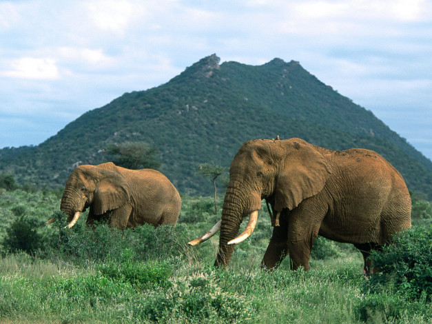 Обои картинки фото african, elephants, africa, животные, слоны