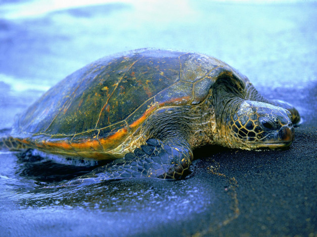 Обои картинки фото hawaiian, sea, turtle, животные, Черепахи