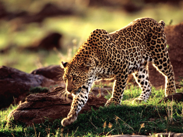Обои картинки фото moving, forward, african, leopard, животные, леопарды