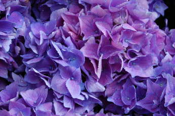 Картинка цветы гортензия много фиолетовый