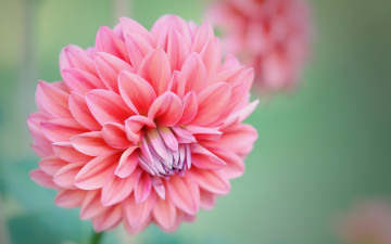 Картинка цветы георгины розовый лепестки бутон