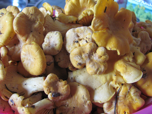 Обои картинки фото еда, грибы, грибные, блюда, желтые, только, из, леса