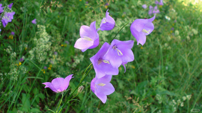 Обои картинки фото колокольчики, цветы, трава