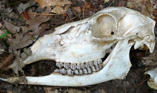 Обои картинки фото разное, кости, рентген, листья, череп, зубы