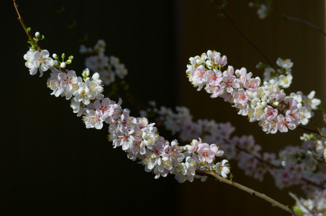 Обои картинки фото цветы, цветущие, деревья, кустарники, лепестки, ветка