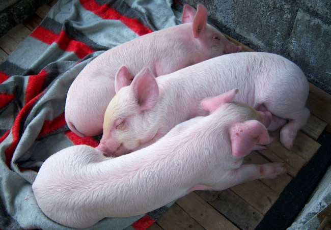 Обои картинки фото животные, свиньи, кабаны, поросята, розовые, сон