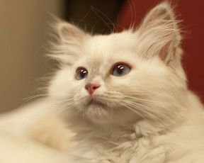 Картинка животные коты портрет белый кот мордочка