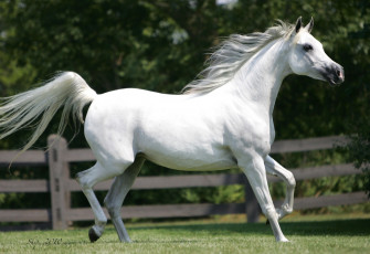 Картинка животные лошади грива белый