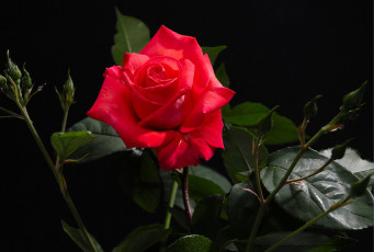 Картинка цветы розы королева красный