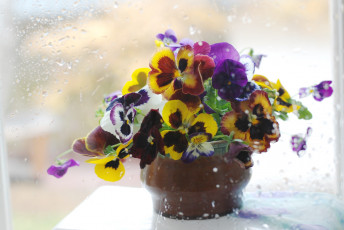 Картинка цветы анютины глазки садовые фиалки виола капли