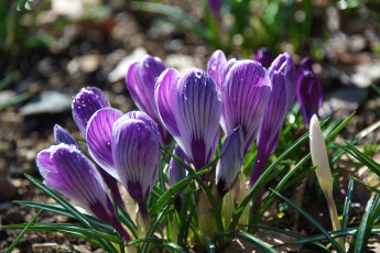 Картинка цветы крокусы фиолетовый капли