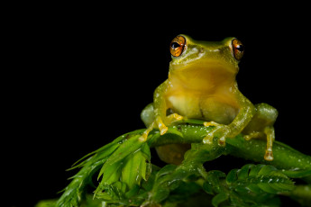 Картинка tree frog животные лягушки лягушка ветка