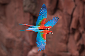 Картинка животные попугаи полет ара