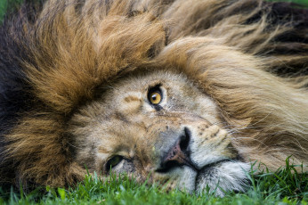 Картинка животные львы грива царь