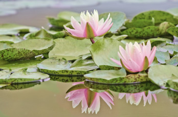 Картинка цветы лилии водяные нимфеи кувшинки отражение вода розовый