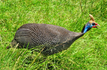 Картинка животные птицы оперение трава птица краски