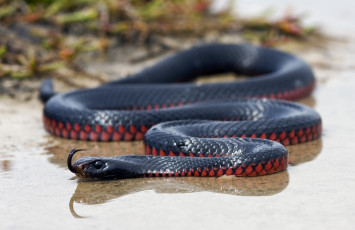Картинка животные змеи питоны кобры змея язык