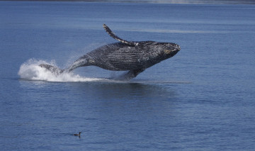 Картинка животные киты кашалоты аляска птица длиннорукий полосатик горбач горбатый кит кайра вода океан