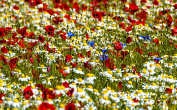 Картинка цветы луговые полевые ромашки маки васильки боке луг